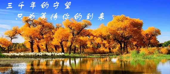 胡楊林