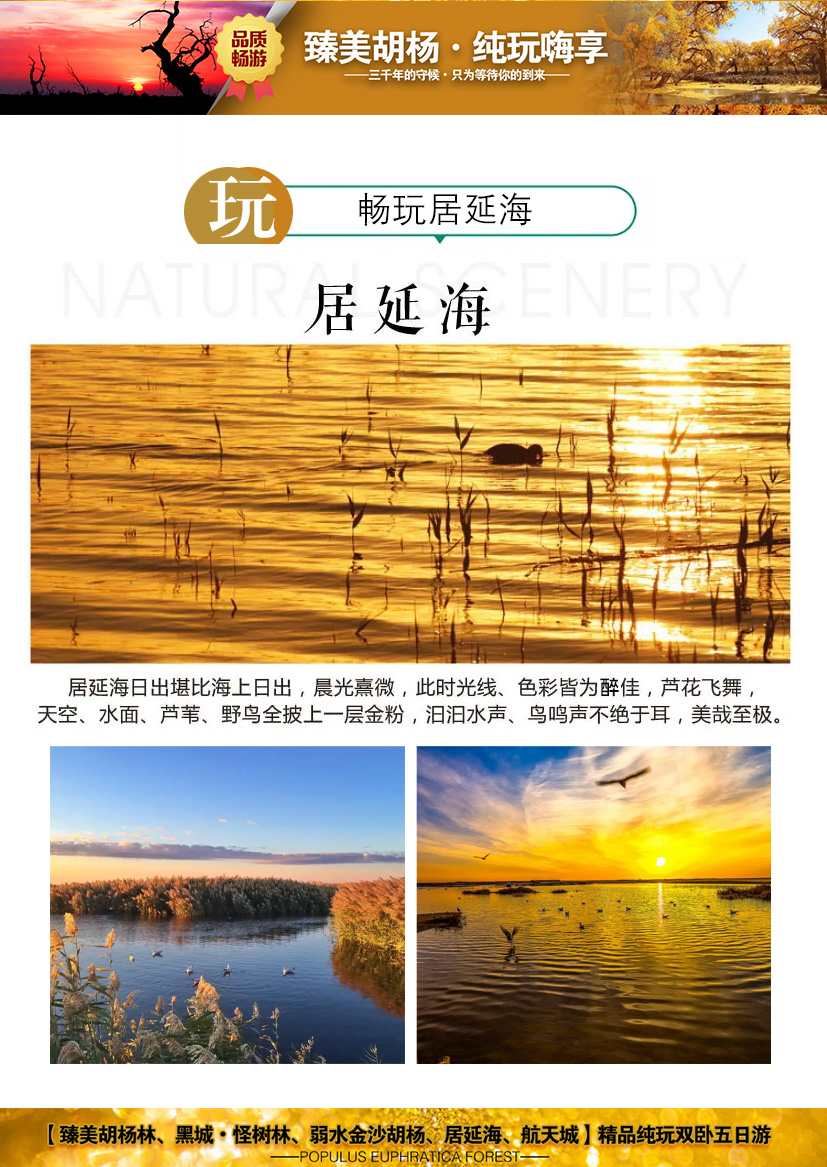 臻美胡楊-2023_08